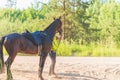 Competitor rival girl riding horse in summer field meadow.Young rider gallops through the summer sunny day Royalty Free Stock Photo