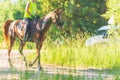 Competitor rival girl riding horse in summer field meadow.Young rider gallops through the summer sunny day Royalty Free Stock Photo