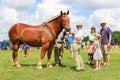 A competitor shows her horse at a show Royalty Free Stock Photo