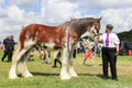 A competitor shows her horse at a show