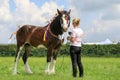 A competitor shows her horse at a show Royalty Free Stock Photo