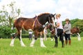 A competitor shows her horse at a show Royalty Free Stock Photo