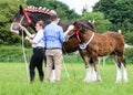 Competitors showing their horses at a show Royalty Free Stock Photo
