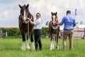 competitors showing their horses at a show Royalty Free Stock Photo