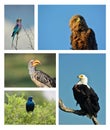 Compilation of birds of Southern Africa