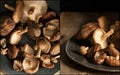 Compilation of images of Fresh shiitake mushrooms in moody natural light setting with vintage retro style Royalty Free Stock Photo