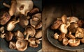 Compilation of images of Fresh shiitake mushrooms in moody natur Royalty Free Stock Photo