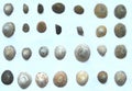 Compilation of shells Royalty Free Stock Photo