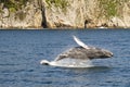 Complete breach of humpback whale Royalty Free Stock Photo