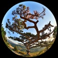 Complete circular fisheye view of the Pine on top of the mountain Sokol
