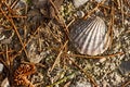 Complete dirty Scallop shell on ground background.