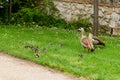Complete family of ducks composed by both parents and several newborn babies