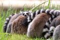 Complete family of Ring-tailed lemurs Royalty Free Stock Photo