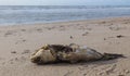 A complete fishy skeleton on the beach with little flesh left on the bones Royalty Free Stock Photo