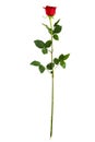 Complete long stem vertical red rose Royalty Free Stock Photo