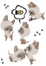 The complete set of cheerful Siamese kittens