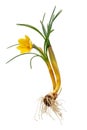 Complete yellow crocus with flower, leaves, roots and onion