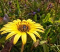 Complete yellow flower with calyx corolla stamens and pistils