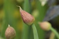 Organic pink chive seed pod Royalty Free Stock Photo