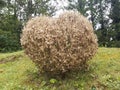 Completely defoliated and dried boxtree