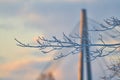 Frozen branch on extremely cold morning