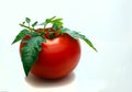 Completely mature, juicy, fresh and bright red tomato with green leaves.