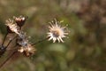 Completely open dried Thistle flowering plant with shriveled and fallen petals surrounded with other plants and leaves in