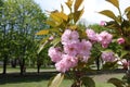 Completely opened double pink flowers of sakura