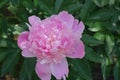 Completely opened pink flower of peony in May