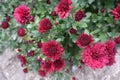 Completely opened red flowers and buds of Chrysanthemums