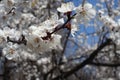 Completely opened white flowers of apricot against blue sky in April