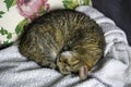 Completely relaxed cat sleeps curled up on soft blanket on couch Royalty Free Stock Photo