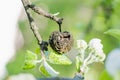 A completely rotted Apple is hanging on a tree Royalty Free Stock Photo