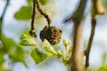A completely rotted Apple is hanging on a tree Royalty Free Stock Photo