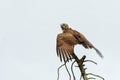 completely wet juvenile Brown Snake Eagle in the Kruger National Park in South Africa Royalty Free Stock Photo