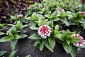 Flowering angiosperms plants.