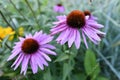 Flowering angiosperms plants. Royalty Free Stock Photo