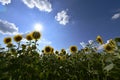 Flowering angiosperms plants.