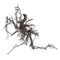 Complex branching roots tree isolated on white