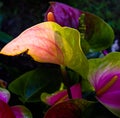 Complex colorful composition of exotic flowers and light