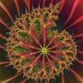 A complex fractal pattern resembling a stylized tree or coral emerges from a central