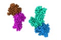 Complex of human interleukin-7 with non-glycosylated interleukin-7 receptor alpha ectodomain. Rendering with differently