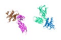 Complex of human interleukin-7 with non-glycosylated interleukin-7 receptor alpha ectodomain. Ribbons diagram with