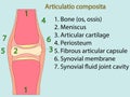 Complex joint vector. Anatomical atlas