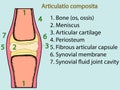 Complex joint vector. Anatomical atlas