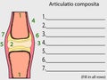 Complex joint vector. Education anatomical atlas