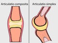 Complex and simple joint vector illustration.