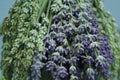 Detail of fresh lavender flowers Royalty Free Stock Photo