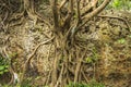 Roots and extensive branching of the Banyan tree at Eluanbi Park, Kenting National Park