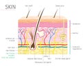 Human Anatomy, Skin And Hair Diagram